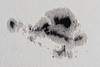 Immagine della regione attiva solare N.720, di dimensioni pari al pianeta Giove, che &egrave; nata e si &egrave; evoluta a meta' del mese di gennaio 2005.ripresa alle 12.20 del 17/01/05 da Roma (EUR) mediante riflettore Meade LX 200 G.P.S. 8”, con webcam 